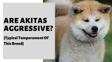 akita reddit|akita dog aggressive.